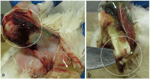 Figure 10. Hemorrhage and tendon rupture in the pelvic limb of broiler breeder chickens. (a) Severe hemorrhage surrounding the femorotibiotarsal joint (circled), with subcuticular edema (arrow). (b) Rupture of the flexor tendons at the level of the intertarsal joint (circled), with hemorrhage and edema extending into the surrounding muscle (arrow), which has been removed for visualization of tendon pathology.