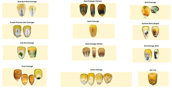 Impact of Corn Quality on Poultry Energy Value and Production Cost - Image 1