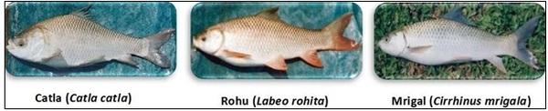 Comprehensive review on Indian major carps: An integrated approach to pond cultivation, nutrition, and health management for sustainable aquaculture - Image 2