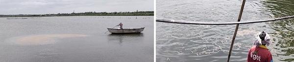 Comparative analysis of feed conversion ratio in Indian major carps: Traditional vs formulated feeding regimens - Image 2