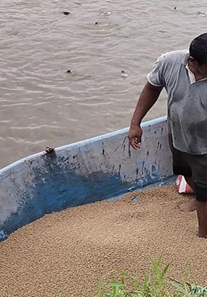 Comparative analysis of feed conversion ratio in Indian major carps: Traditional vs formulated feeding regimens - Image 3