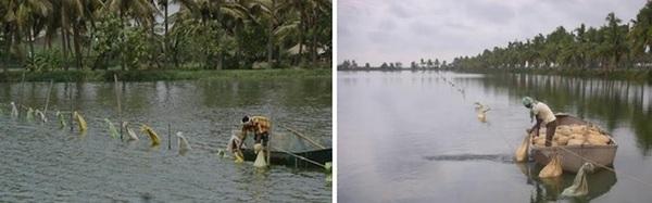 Comparative analysis of feed conversion ratio in Indian major carps: Traditional vs formulated feeding regimens - Image 1
