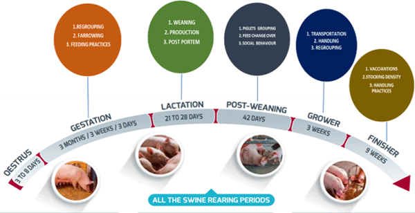 B.	FACTORS LEADING TO STRESS IN SWINE 