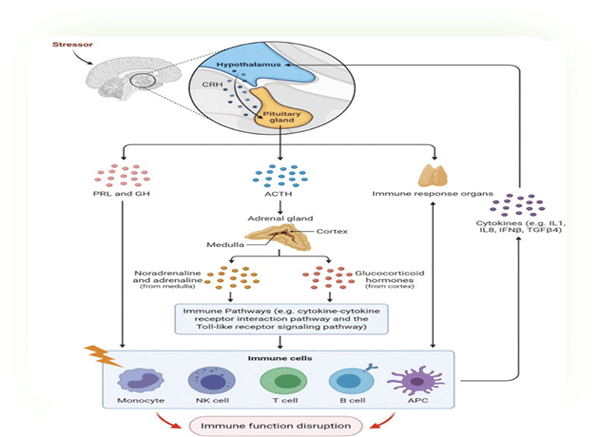 STRESS - IMMUNITY - DISEASE COMPLEX
