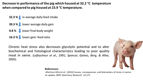 IMPACT OF HEAT STRESS IN SWINE