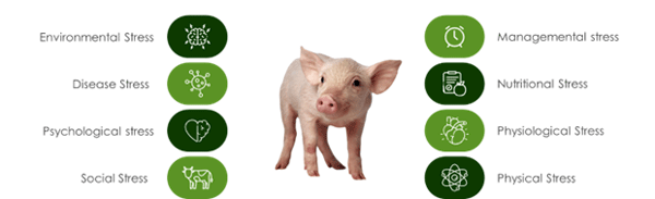 A.	COMMON STRESSORS IN SWINE FARMING