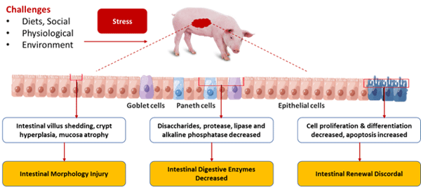 IMPACT OF STRESS ON GUT