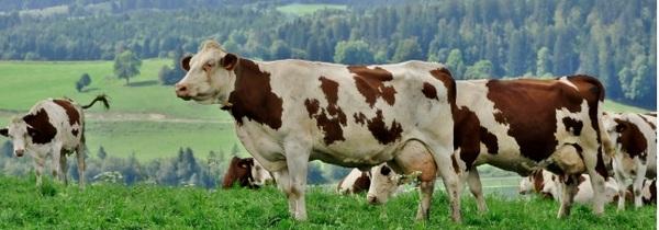 Boost Dairy Performance With Rumen-Protected Choline - Image 1