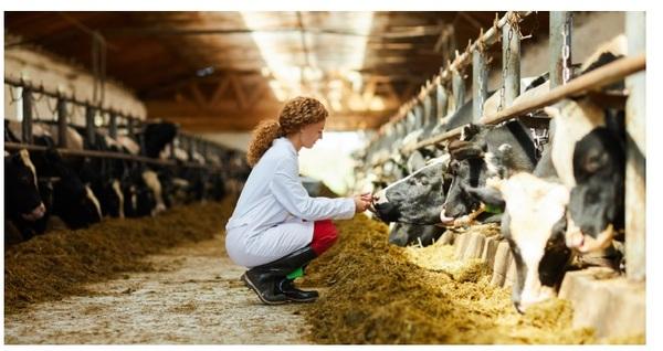 Why Feed Rumen-Protected Amino Acids? - Image 3