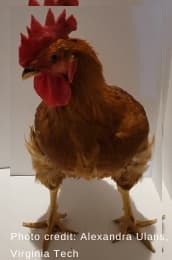 Walking on eggshells - assessing anxiety in chickens - Image 7