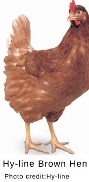 Walking on eggshells - assessing anxiety in chickens - Image 5
