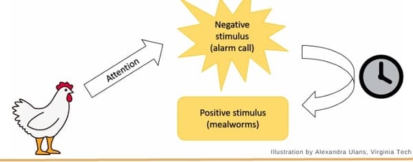 Walking on eggshells - assessing anxiety in chickens - Image 3