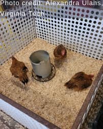 Walking on eggshells - assessing anxiety in chickens - Image 4
