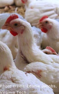 Walking on eggshells - assessing anxiety in chickens - Image 8