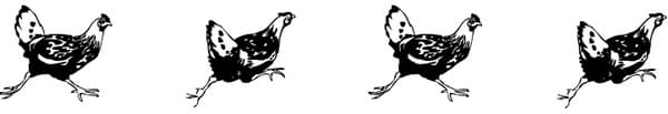 Walking on eggshells - assessing anxiety in chickens - Image 2