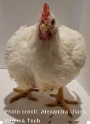 Walking on eggshells - assessing anxiety in chickens - Image 6