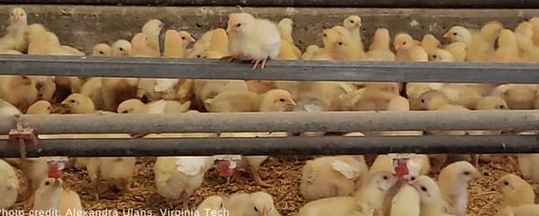 Walking on eggshells - assessing anxiety in chickens - Image 1