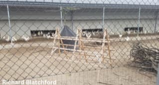 Alternative Housing for Laying Hens: Access to Outside - Image 12