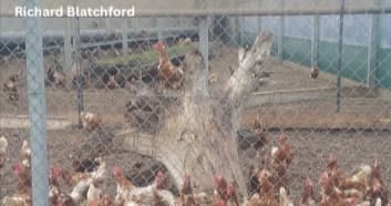 Alternative Housing for Laying Hens: Access to Outside - Image 9