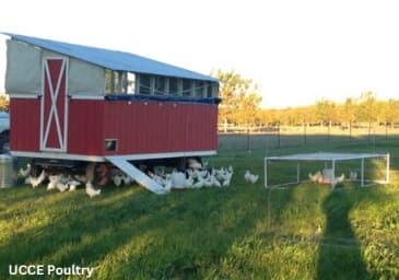 Alternative Housing for Laying Hens: Access to Outside - Image 6