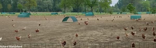 Alternative Housing for Laying Hens: Access to Outside - Image 1