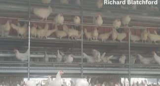 Alternative Housing for Laying Hens: Access to Outside - Image 13