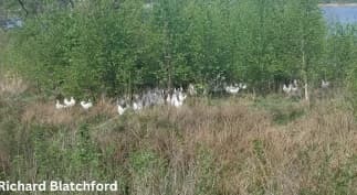 Alternative Housing for Laying Hens: Access to Outside - Image 16