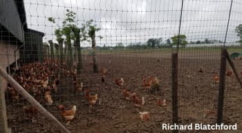 Alternative Housing for Laying Hens: Access to Outside - Image 4