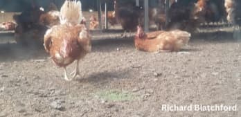 Alternative Housing for Laying Hens: Access to Outside - Image 10