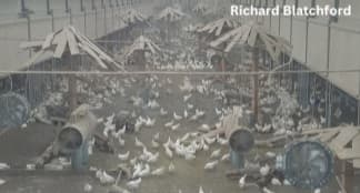 Alternative Housing for Laying Hens: Access to Outside - Image 14
