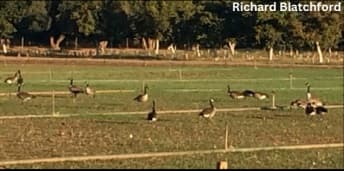 Alternative Housing for Laying Hens: Access to Outside - Image 7