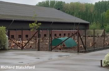 Alternative Housing for Laying Hens: Access to Outside - Image 3
