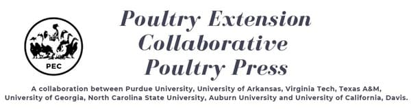 Effective Enrichments for Broiler Breeders - Image 1
