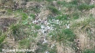 Alternative Housing for Laying Hens: Access to Outside - Image 17