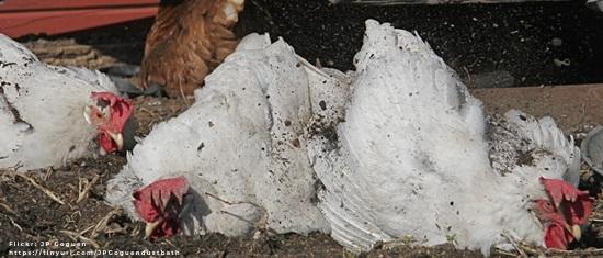 Behavioral needs of chickens: Dustbathing - Image 4