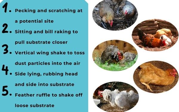 Behavioral needs of chickens: Dustbathing - Image 2