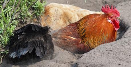 Behavioral needs of chickens: Dustbathing - Image 1