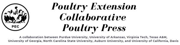 Behavioral needs of chickens: Dustbathing - Image 1