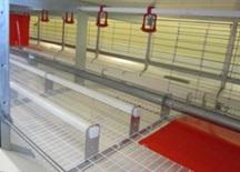 Behavioral needs of chickens: Dustbathing - Image 3