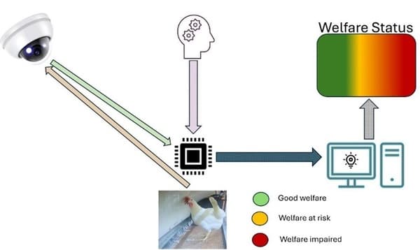 The Potential Roles of Artificial Intelligence in Poultry Welfare Monitoring: Current Challenges and Future Needs - Image 3