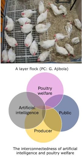The Potential Roles of Artificial Intelligence in Poultry Welfare Monitoring: Current Challenges and Future Needs - Image 1