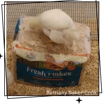 Effective Enrichments for Broiler Breeders - Image 3