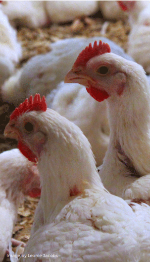 Pre-slaughter Welfare of Broilers - Image 1