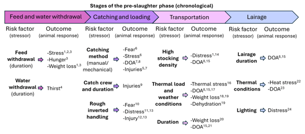 Pre-slaughter Welfare of Broilers - Image 5