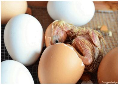Unwanted Roosters: Is In-ovo Sexing the Answer?