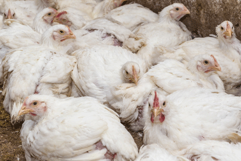 Light Color for Poultry - Image 6