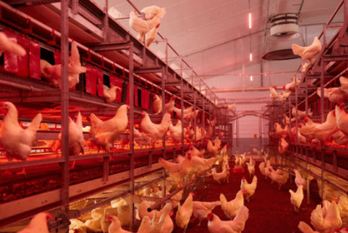 Light Color for Poultry - Image 7