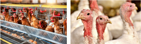 Light Color for Poultry - Image 8