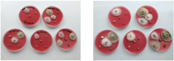 Figure 2. Fungal contamination of a winter wheat sample from Szeged on DRBC medium ((left): after one week; (right): after two weeks).