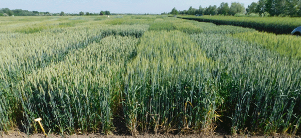 Figure 1. Wheat stands in 7 June 2021 one month after flowering time with no visible FHB infection. In the middle plot, only drying of lower leaves were detected. Because of the dry conditions, only traces of leaf spots were detected in several genotypes; this refers to draught sensitivity
